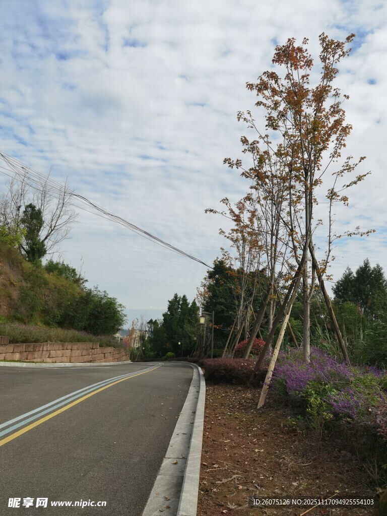 公路旁的树木与开阔天空