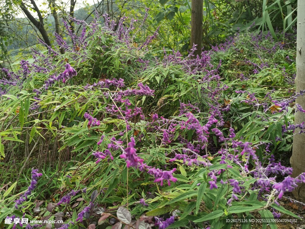 林间紫色野花繁茂绽放