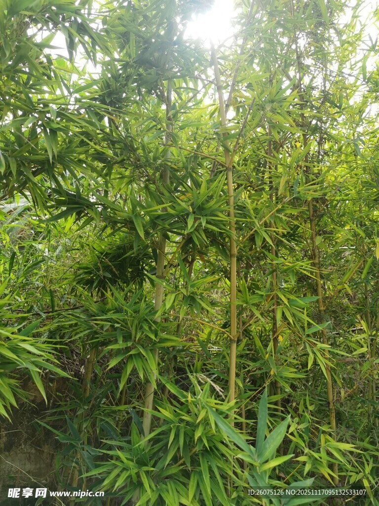 翠绿竹林清新自然景象