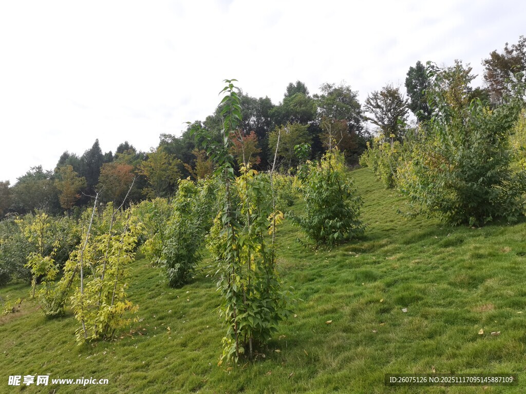 山坡上的绿植景观