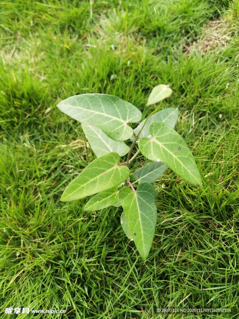 草地上的绿叶植物