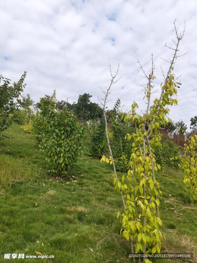 山坡上的绿植景观