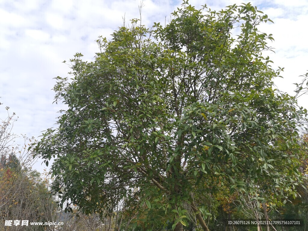 高大葱郁的户外树木