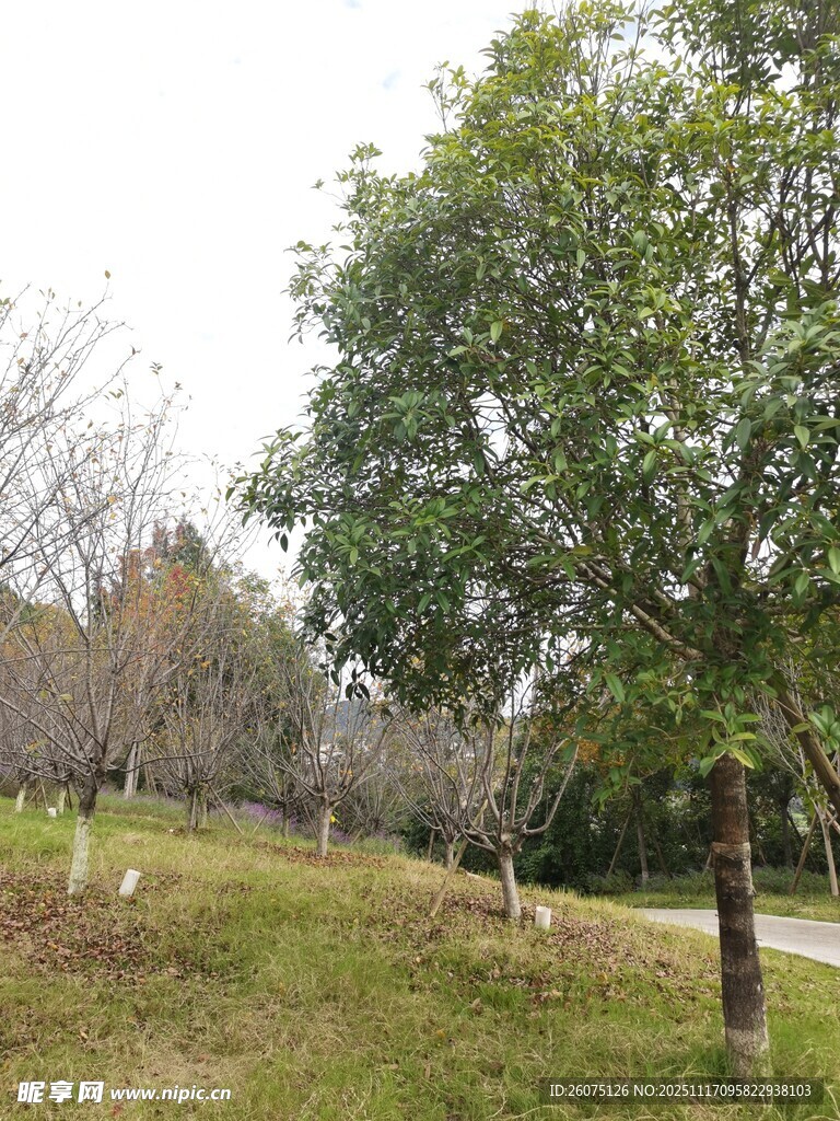 郊外绿意盎然的树木景观