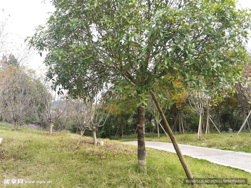 户外绿树与草地景观