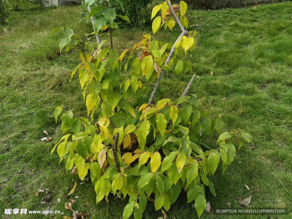 嫩绿枝叶立于翠绿草地