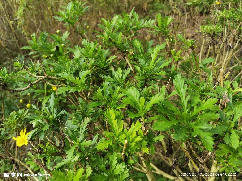 野外绿色植物与黄色小花