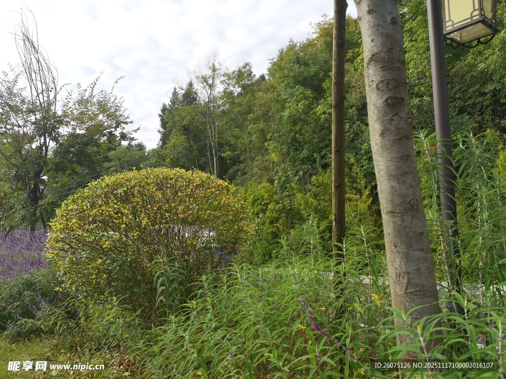 户外绿植景观