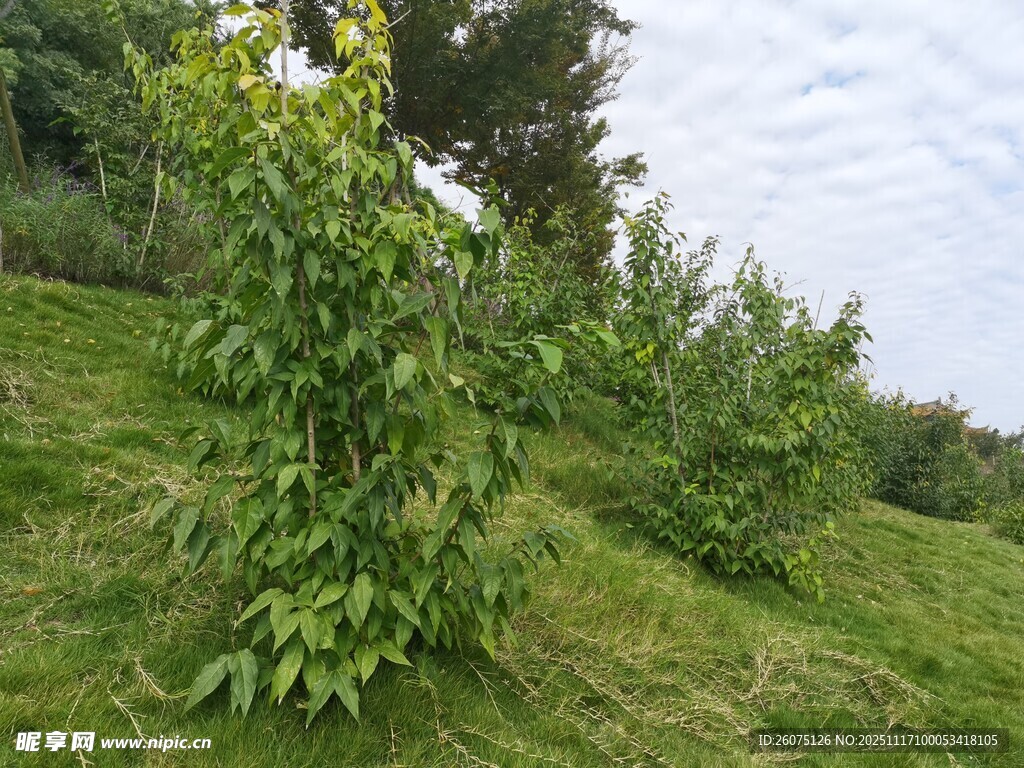 野外绿植生机勃勃