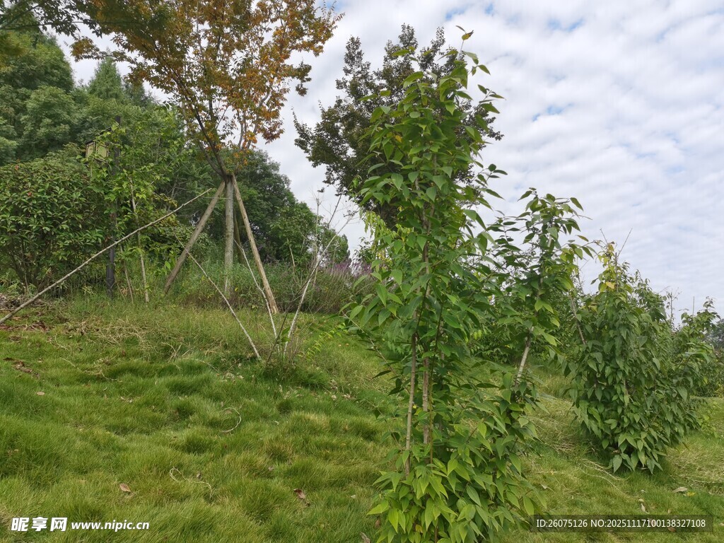 绿意盎然的山坡树木景观