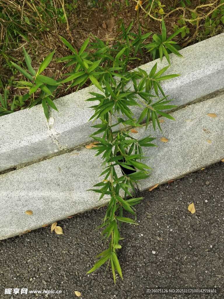 路边生长的绿色植物