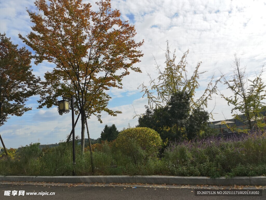 秋日路边多彩树木景观