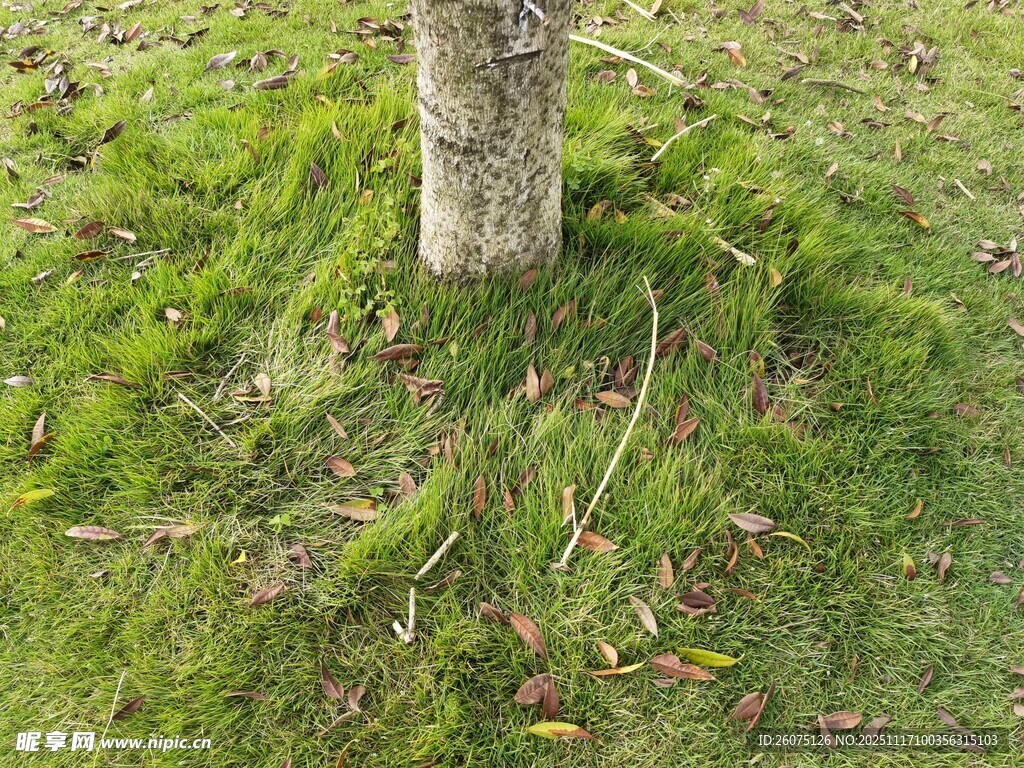 树下绿意盎然的草地景象