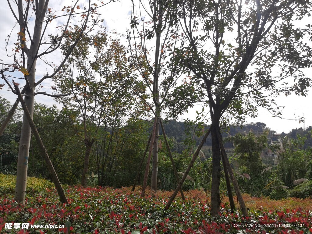 春日园林花卉树木景观