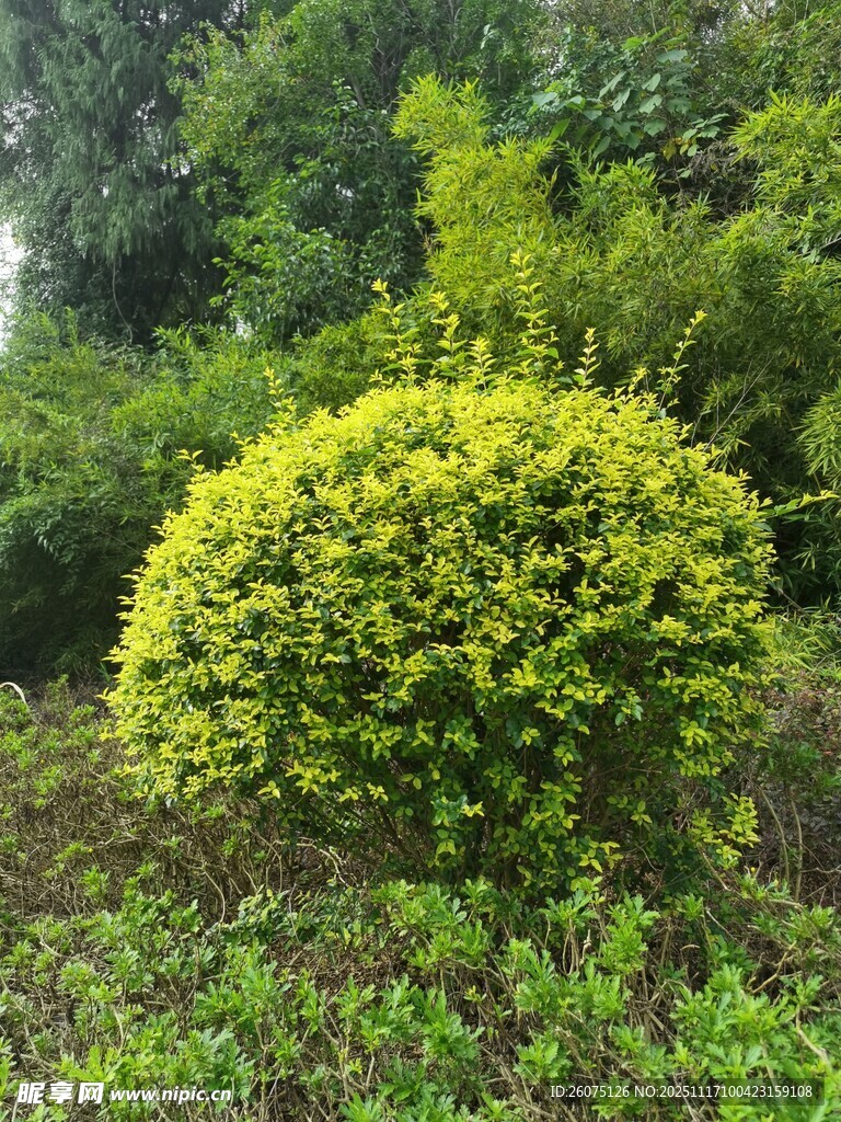 翠绿灌木点缀自然景致