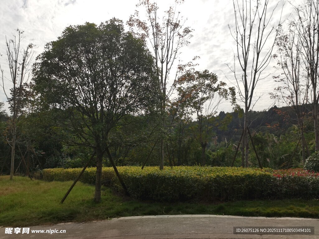 户外绿意盎然的自然景致