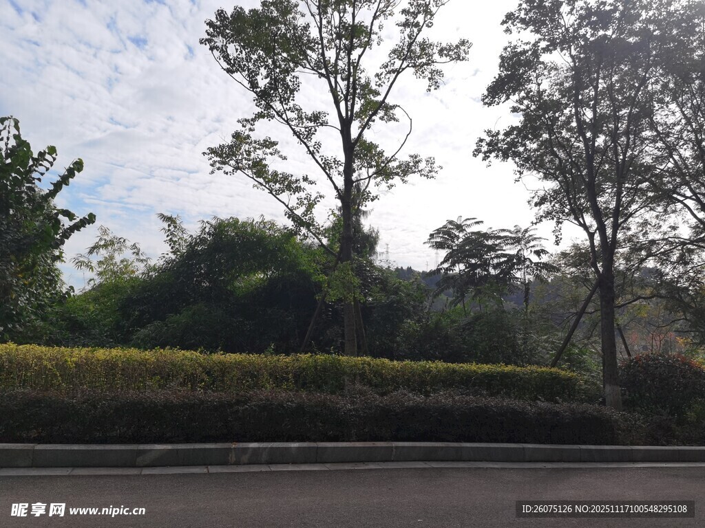 路边绿意盎然的树木景观