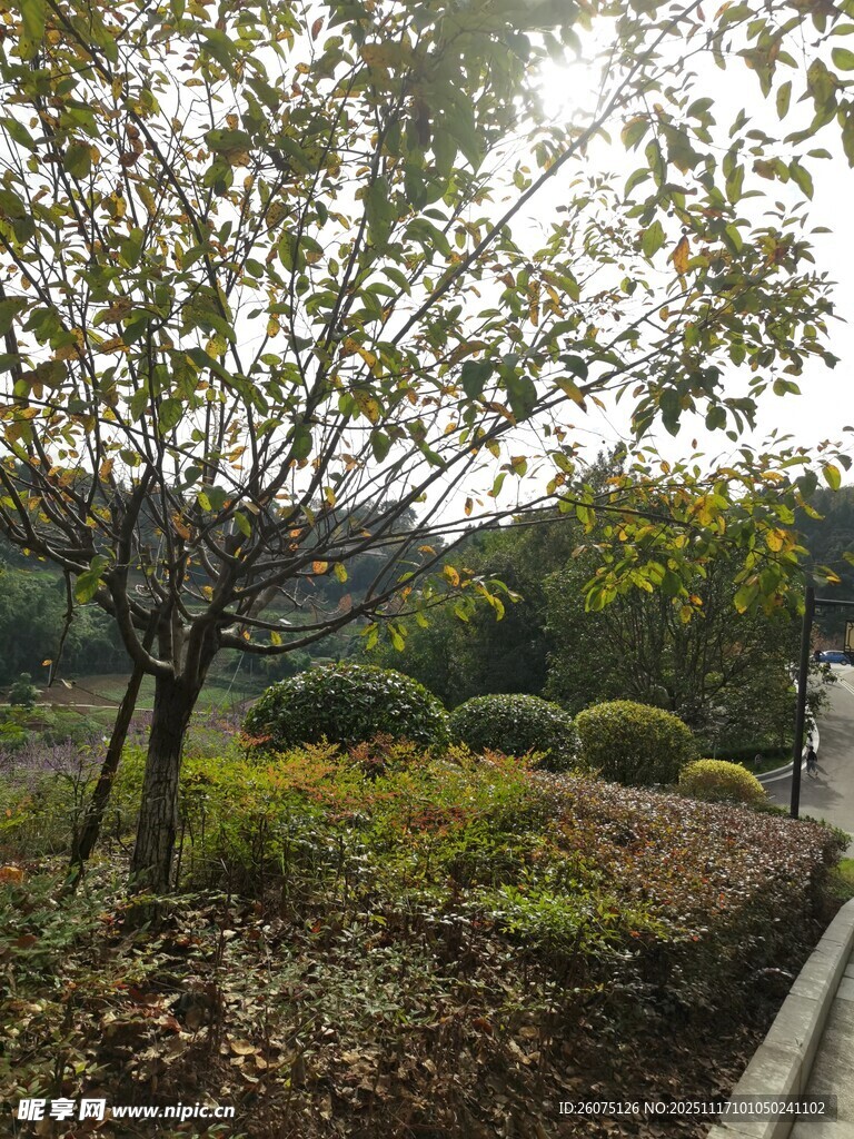 秋日园林景观一角