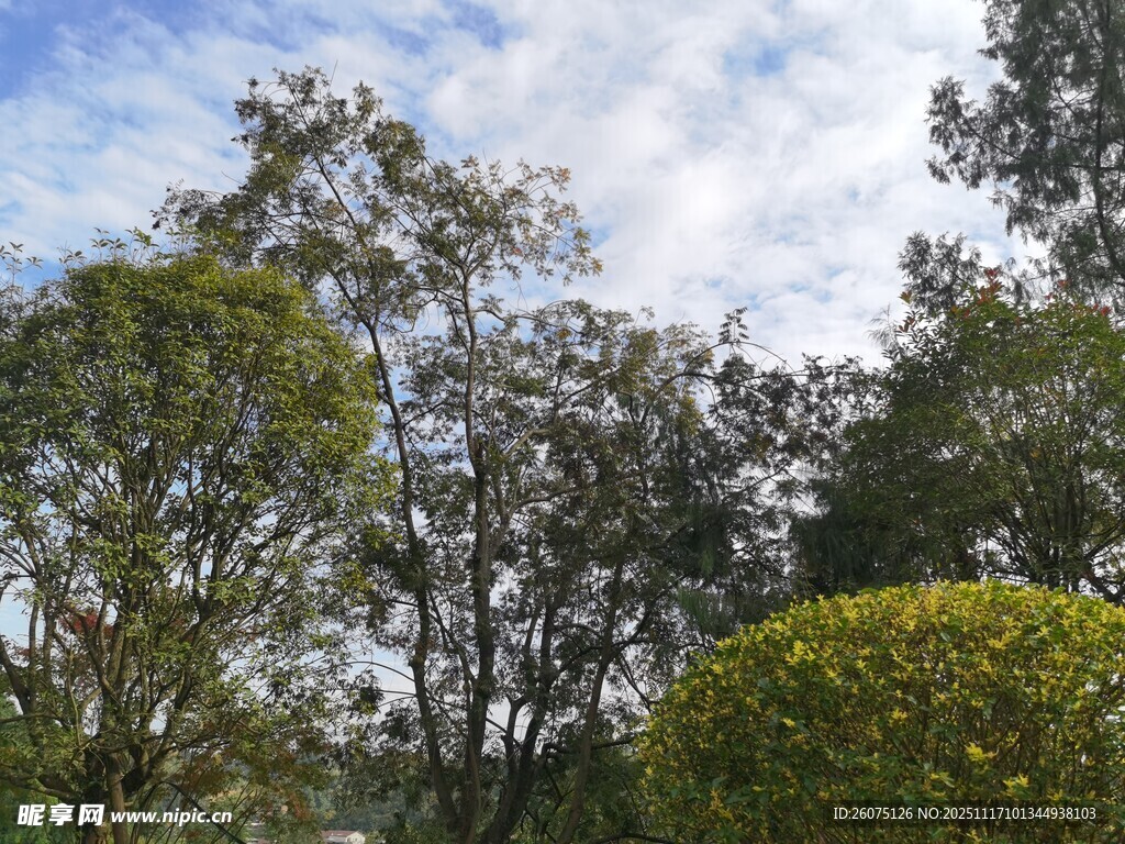 蓝天白云下的绿植景观