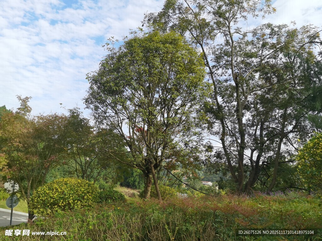 郊外葱郁树林景观