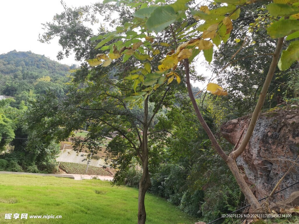 户外绿意盎然的自然景致