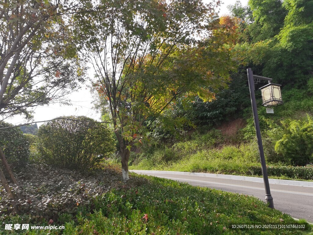 蜿蜒公路旁的秋日景致