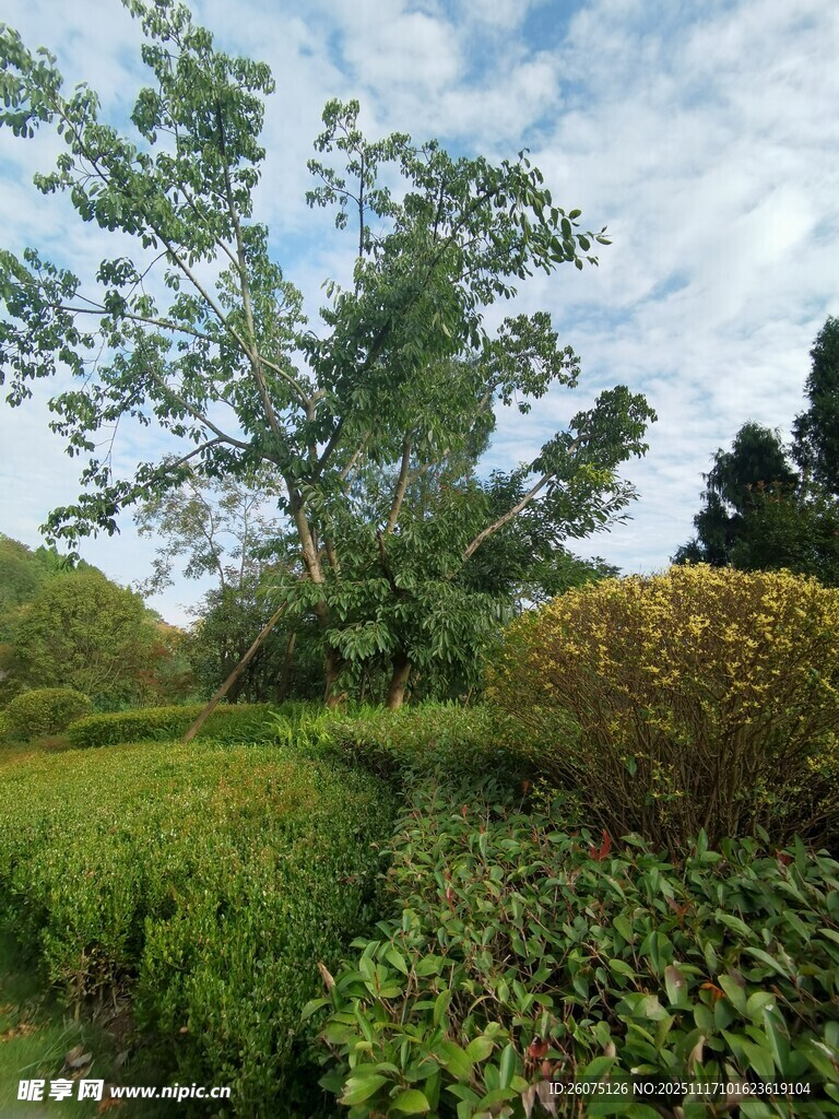 绿意盎然的园林景观