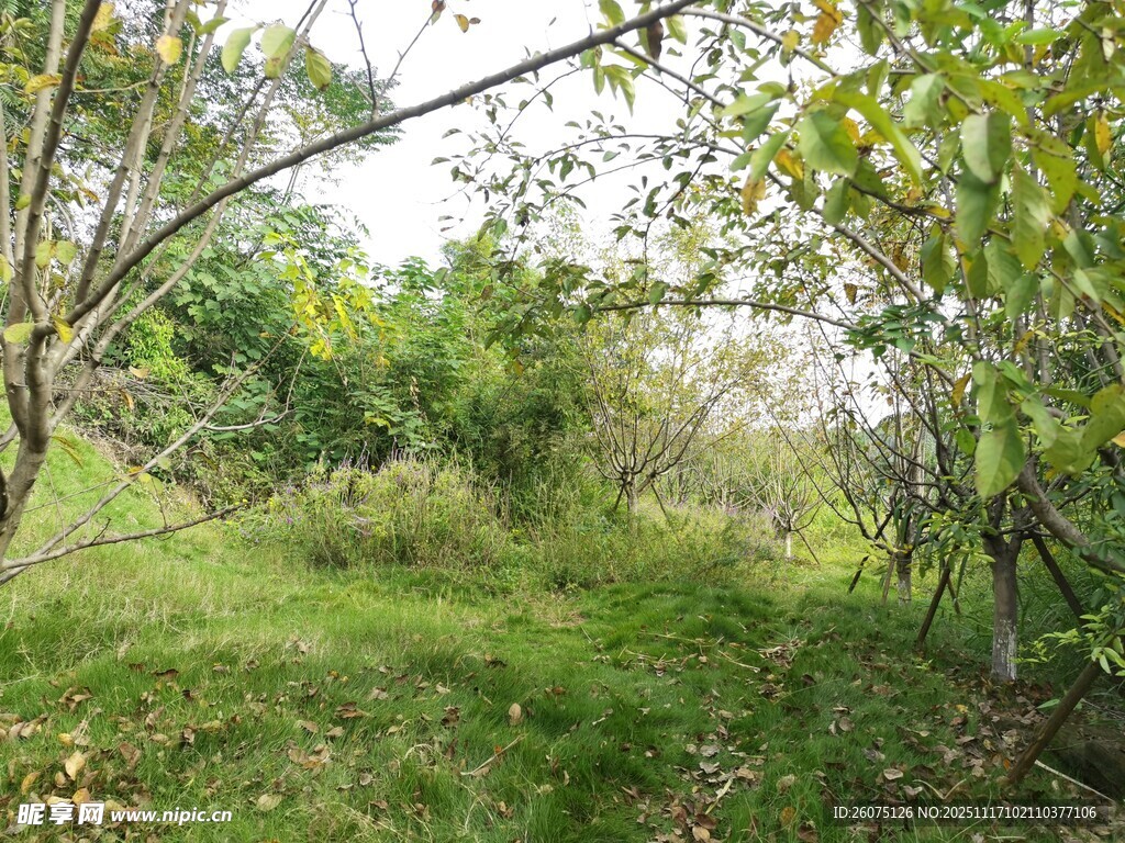 林间草地自然风景图