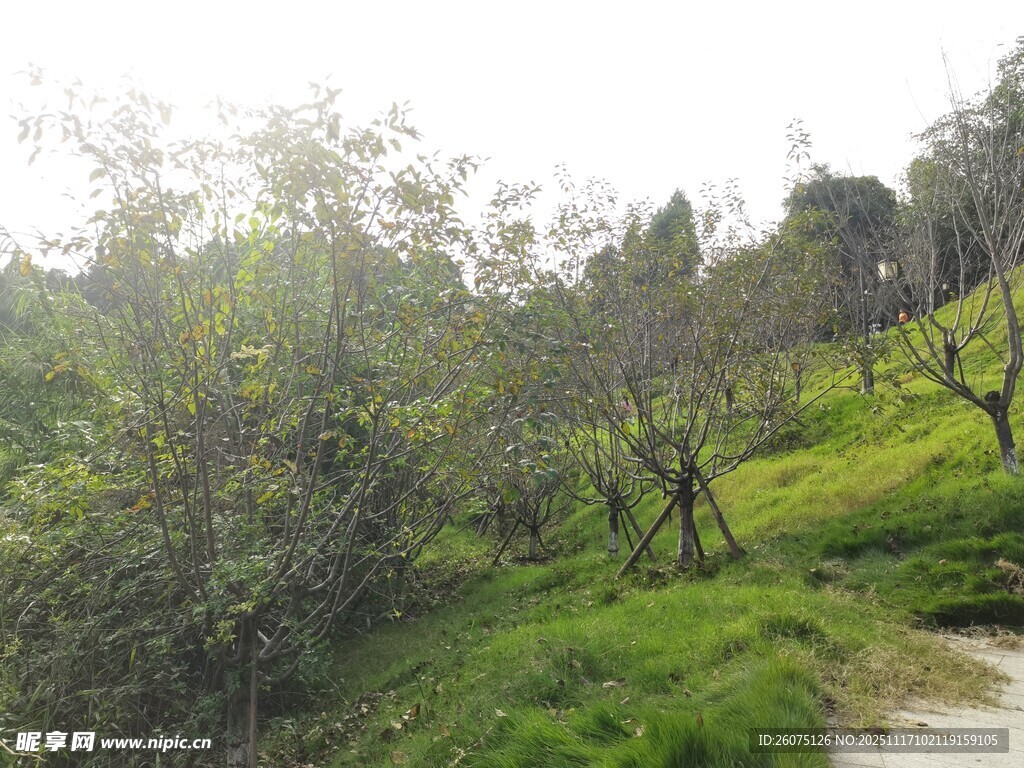 绿意盎然的林间小道