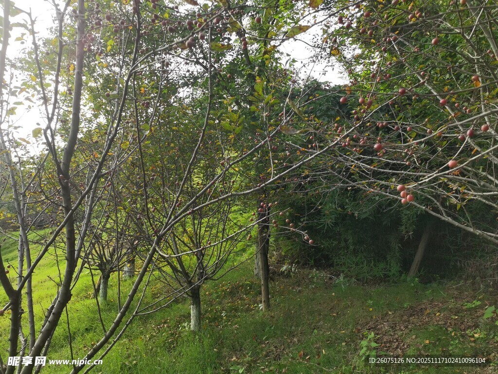 春日林间绿意景致