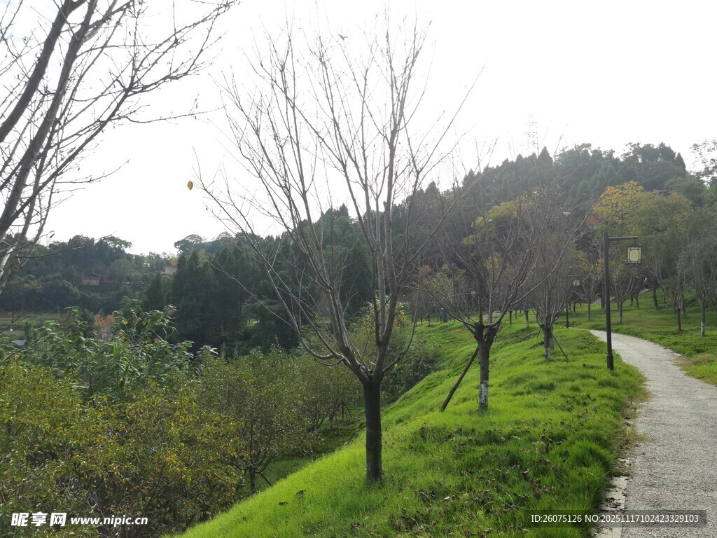 林间小径绿意盎然的景致