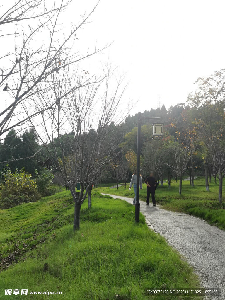 雨中漫步的林间小径