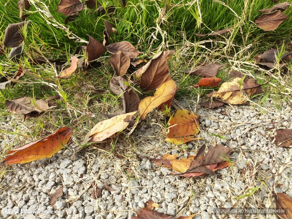 地面枯叶与碎石旁的绿植
