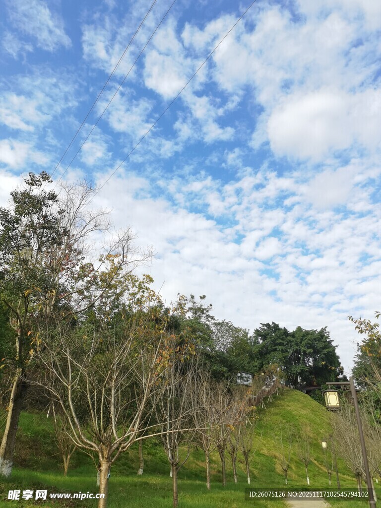 蓝天白云下的绿意树林