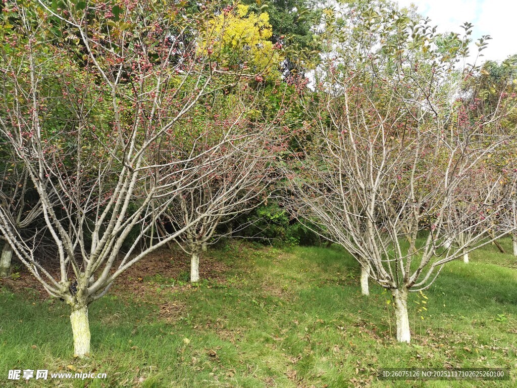 冬日光秃树木的园林景象