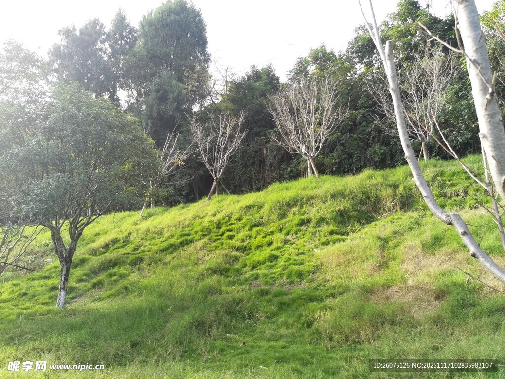 绿意盎然的山坡树林景观
