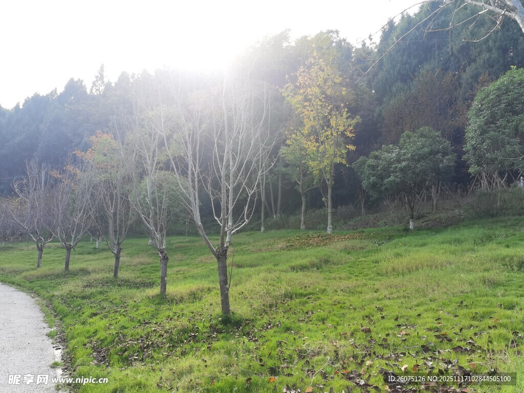 林间小道晨光下的静谧景致