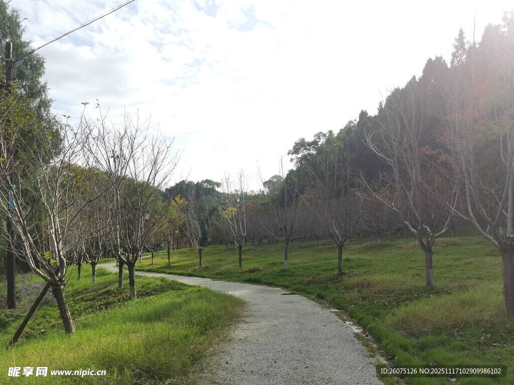 林间小径静谧田园风光