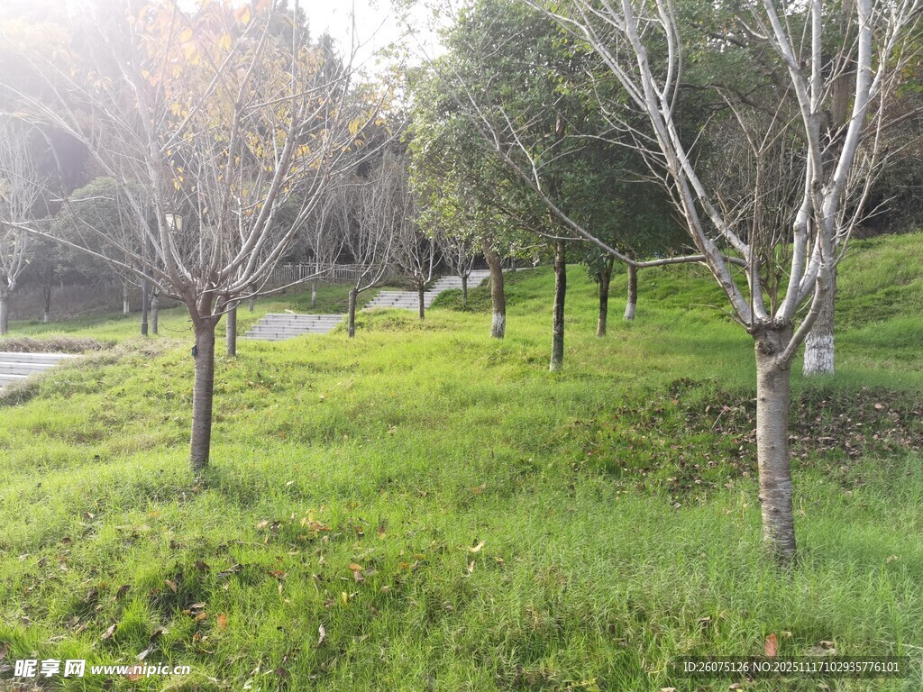 春日草地旁的光秃树木