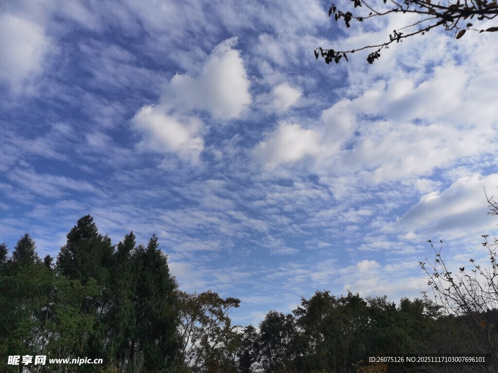 蓝天白云下的葱郁树林