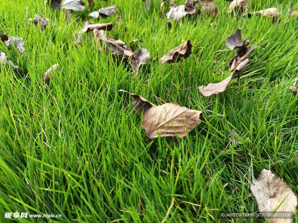 绿草间散落的枯黄树叶