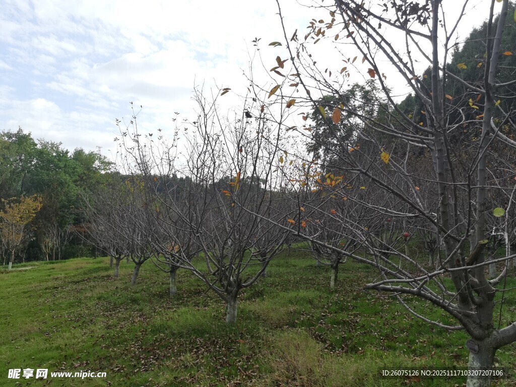 秋日果园树木与草地景观