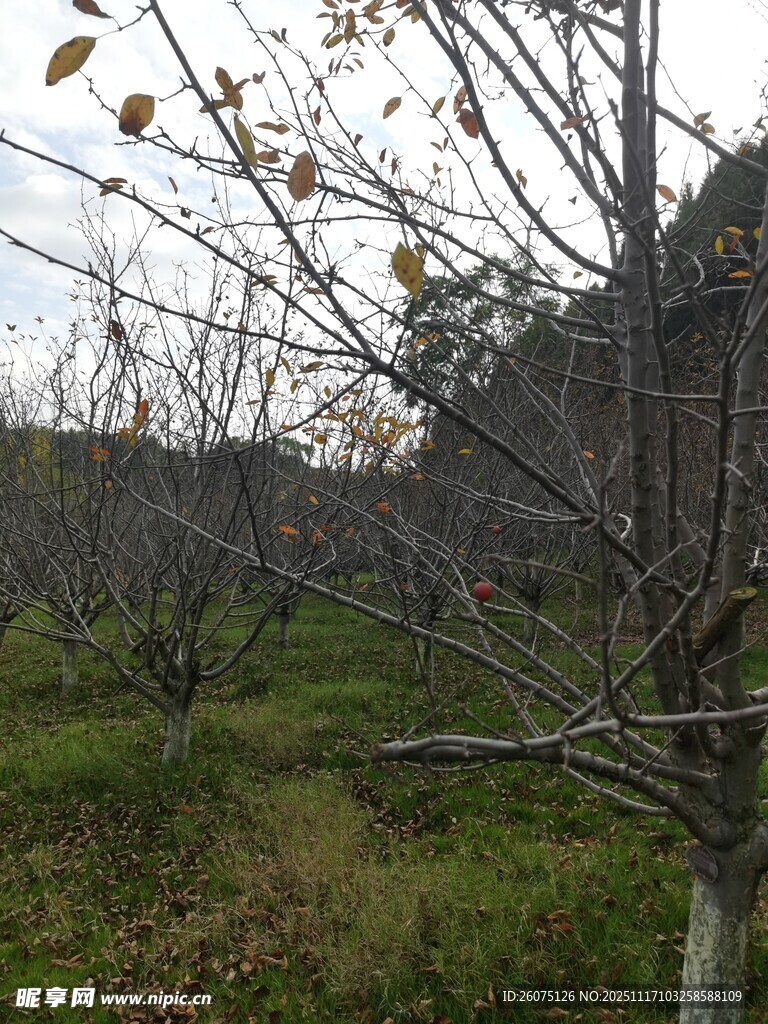 秋日野外稀疏树木景象