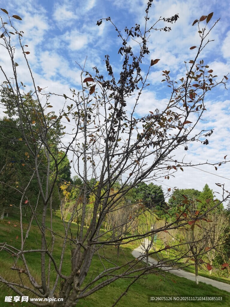 秋日枝头萧瑟景象