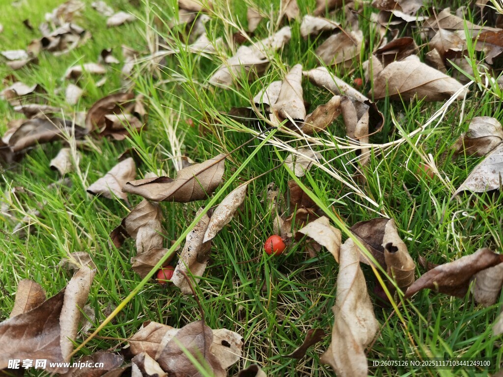 草地上的落叶与果实