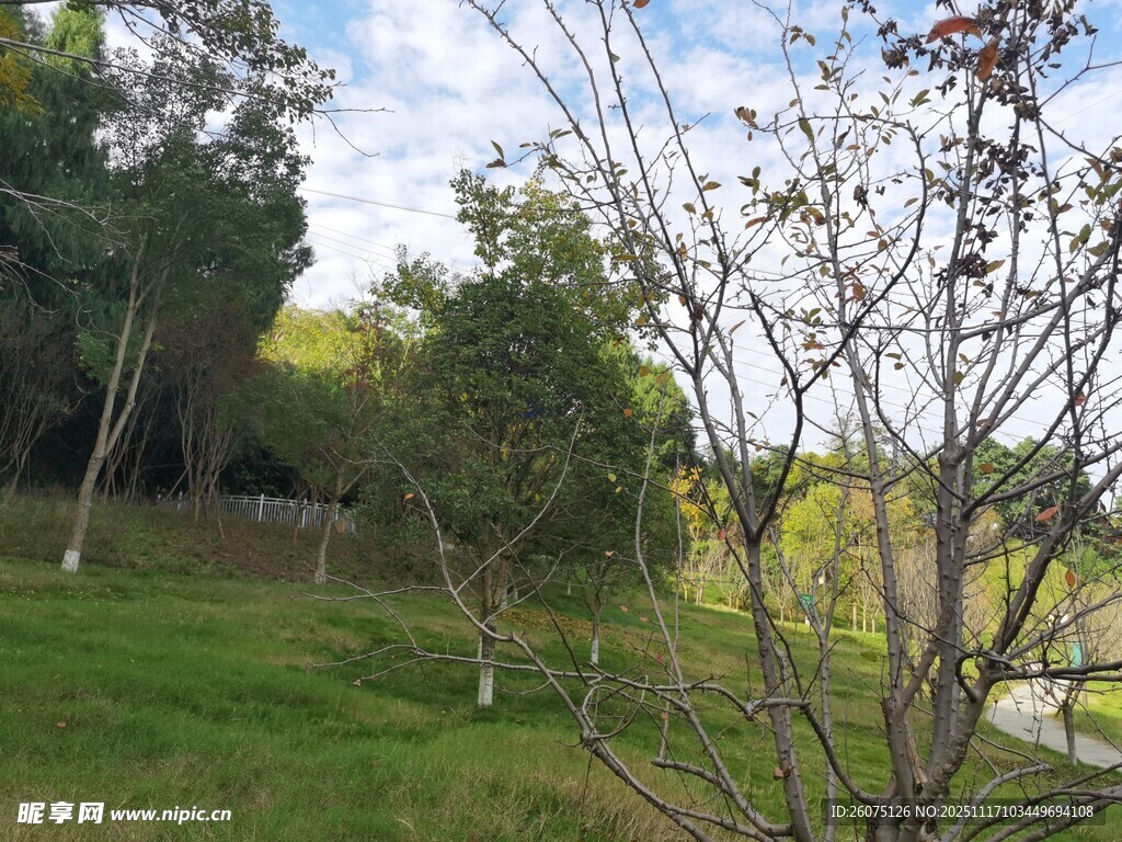 户外绿意盎然的自然景致