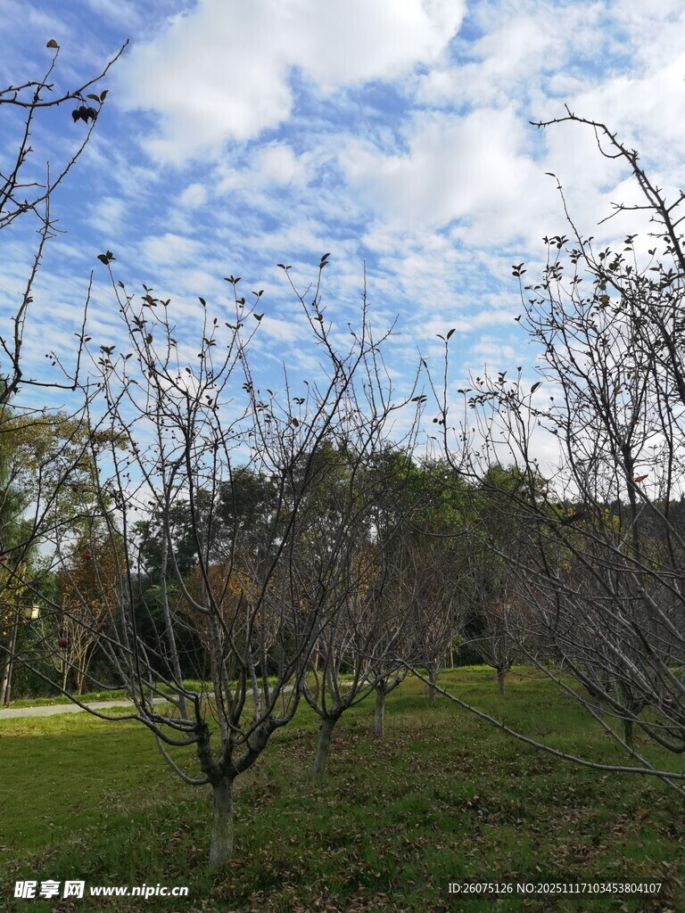 户外光秃树木与蓝天白云