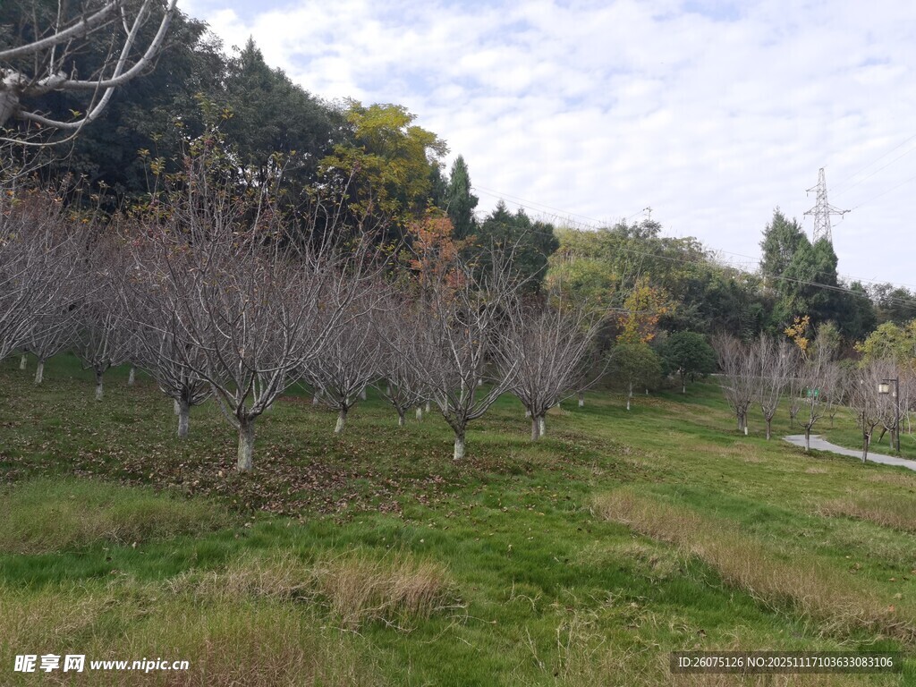 秋日园林树木草地景致