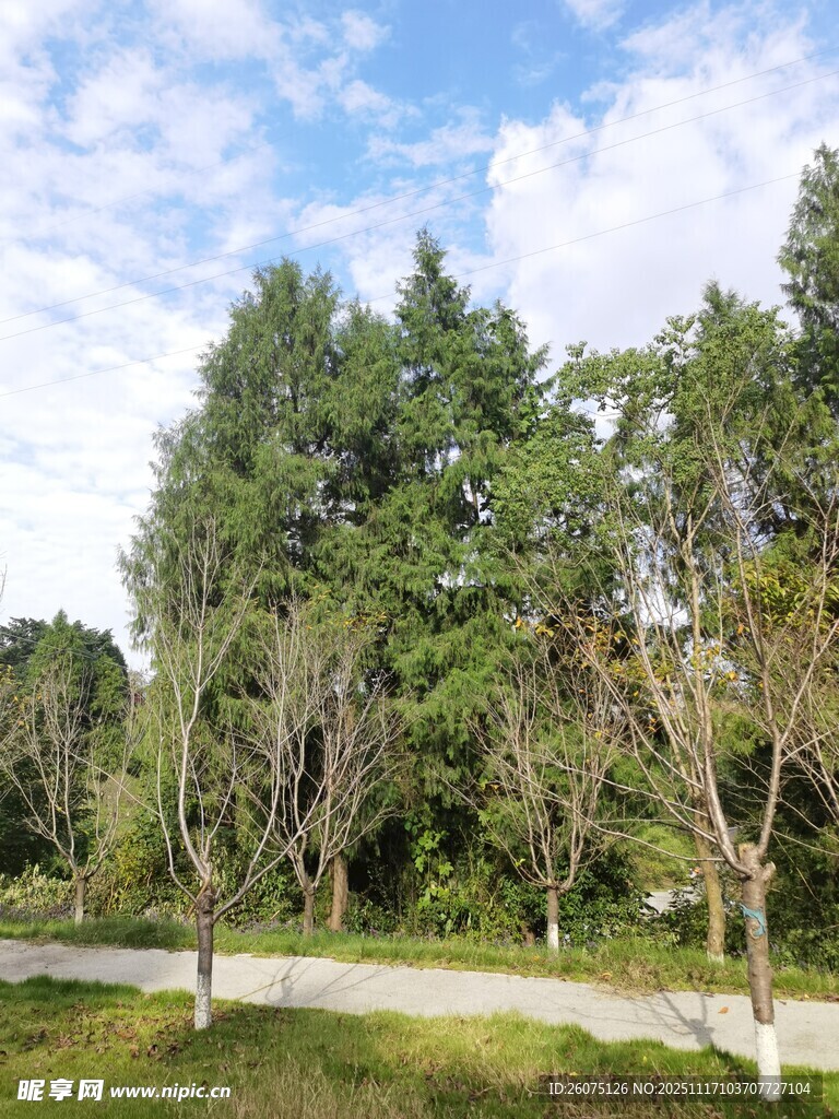 林间小路旁的葱郁树木