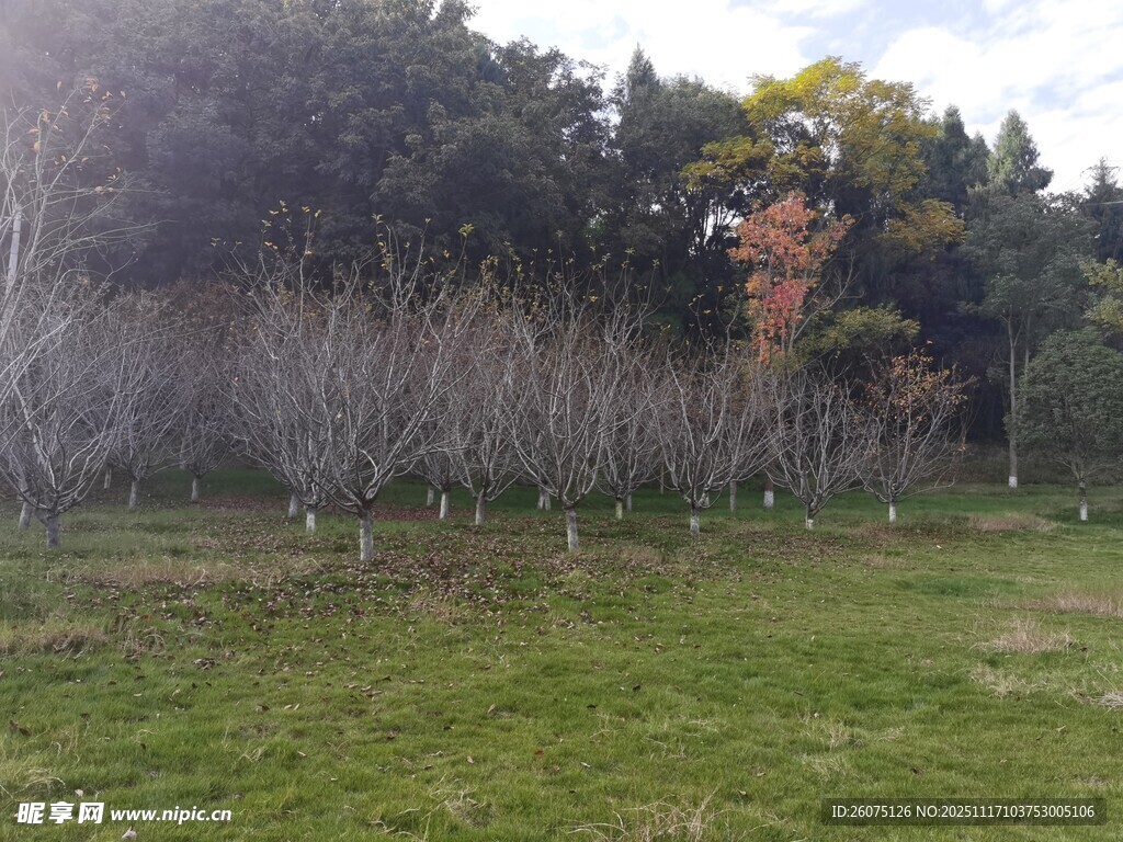 秋日果园光秃树木与草地
